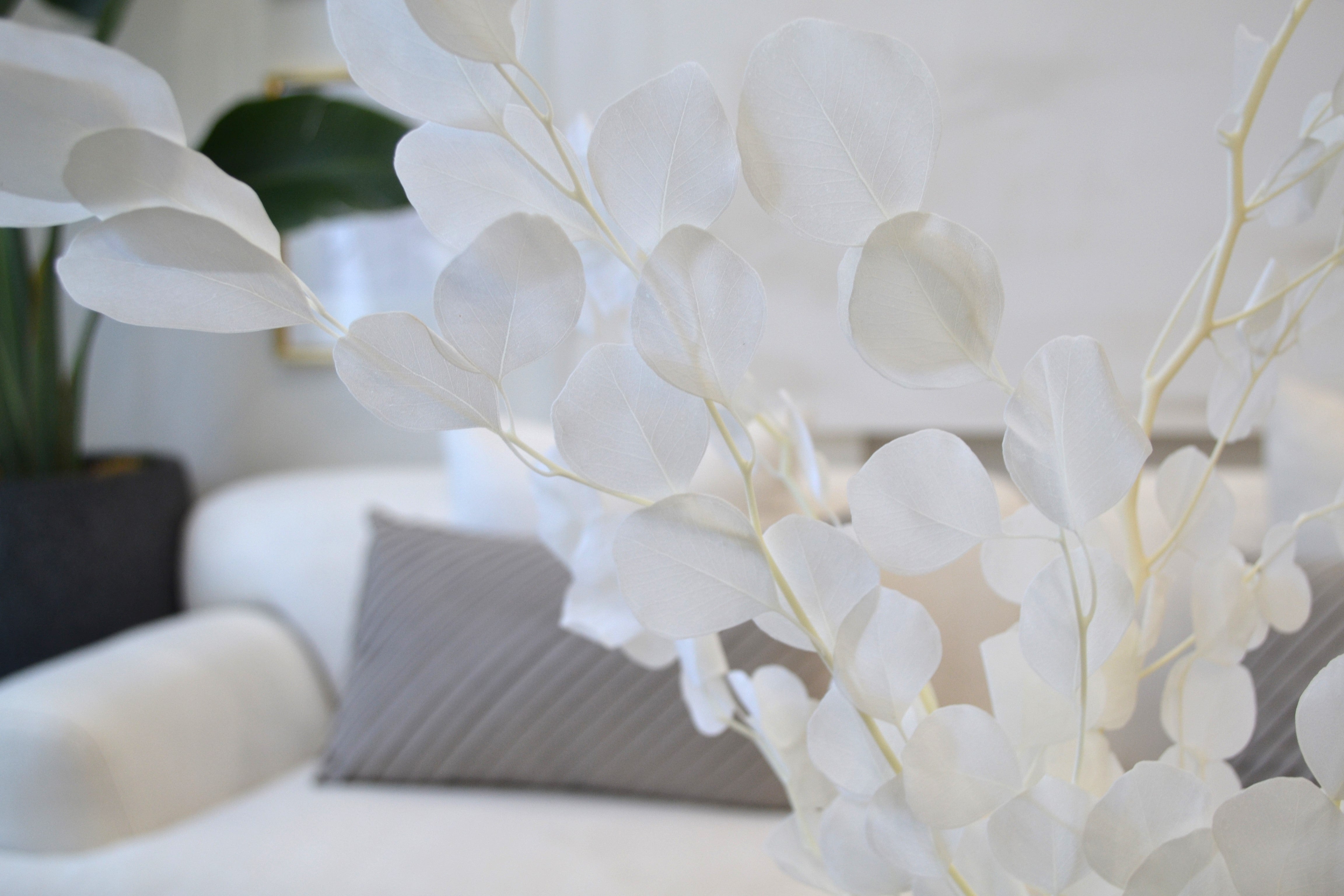 Silver Dollar Eucalyptus